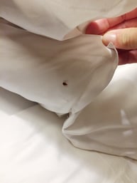 hotel pest control